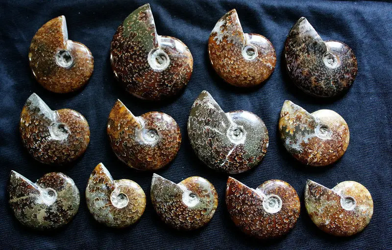 

13Pc Ancient Ammonite Genuine Fossil Crystalline Beauty Madagascar