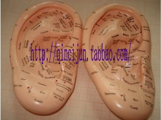 

17cm English version Ear acupuncture earpins model model auricular application model ear acupuncture points model