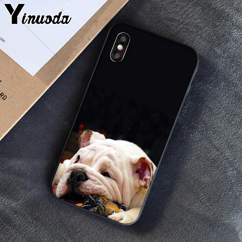 Cute dog english bulldog