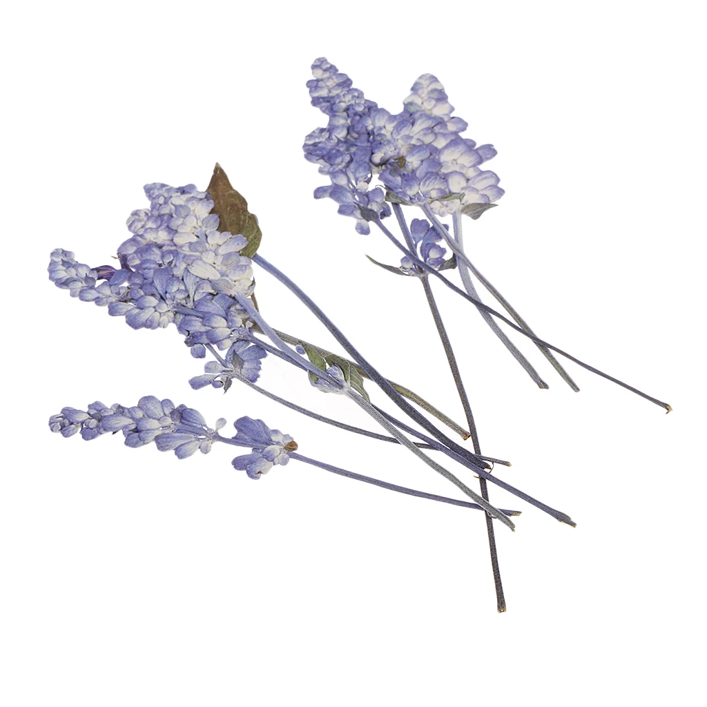 22x Pressed Dried Flowers Real Violet Sage DIY Art Crafts Scrapbooking for Handmade Bookmarks Album Frame Decor