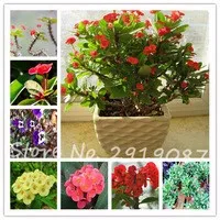 Sale-50pcs-bag-Euphorbia-Milii-Seeds-Rare-Wedding-Flower-Plants-For-men-Home-Garden-Very-Easy.jpg_200x200