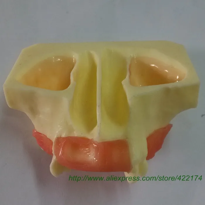 Sinus practice model 1