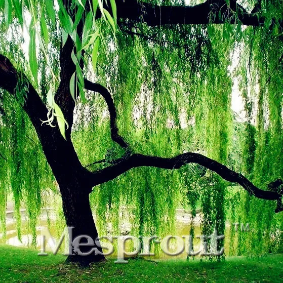 

Potted Plant Tree Bonsai Willow Tree Bonsai Bonsai Home & Garden 50PCS for Home Garden Plant bonsai Semente Sale