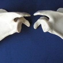 Anatomical Skeletal Model of The Clavicle Joint of Human Scapula Medical Science Teaching Resources