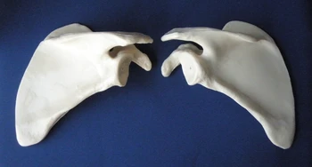 

Anatomical Skeletal Model of The Clavicle Joint of Human Scapula Medical Science Teaching Resources