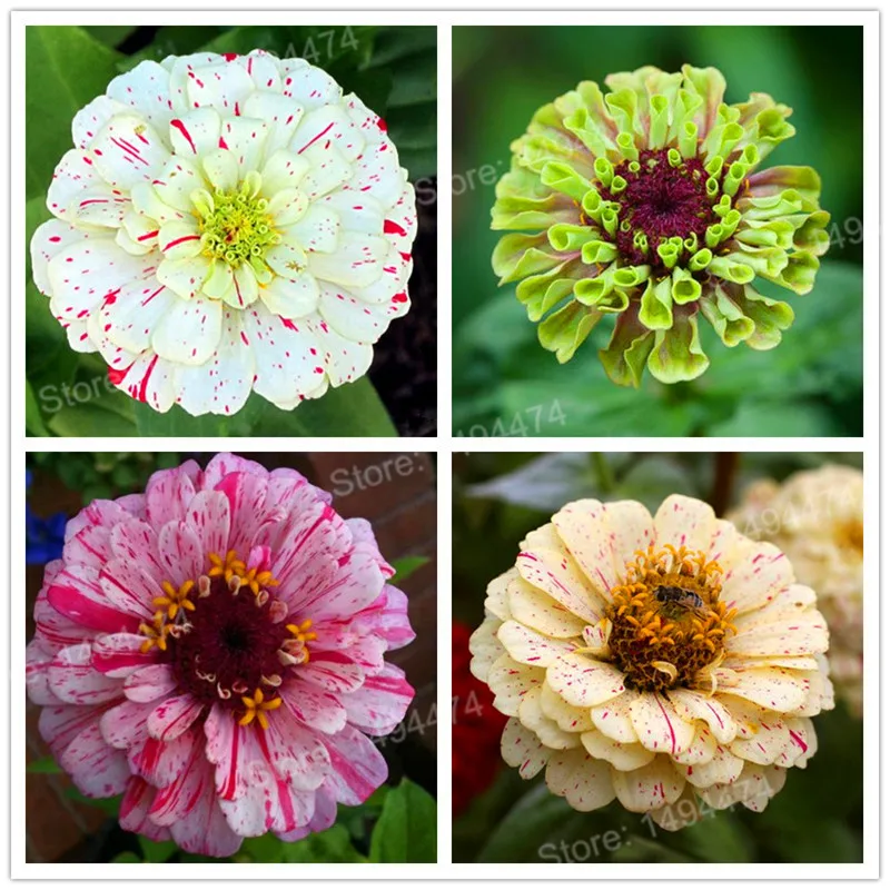 Planten lente koop goedkope planten lente loten van chinese ...