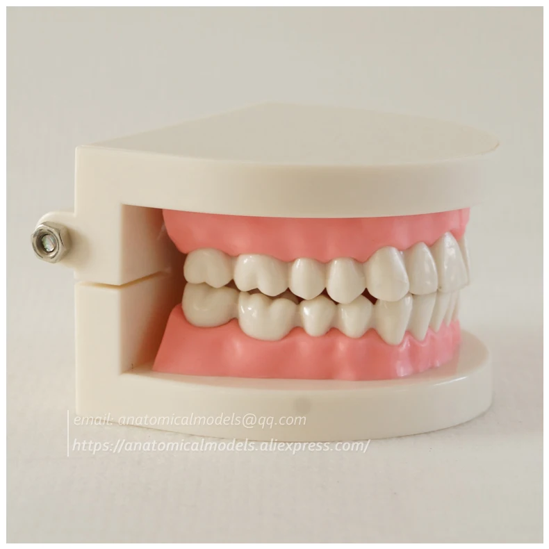 CMAM-DH209 Orthodontics dental chinamedicalanatomicalmodels 1 