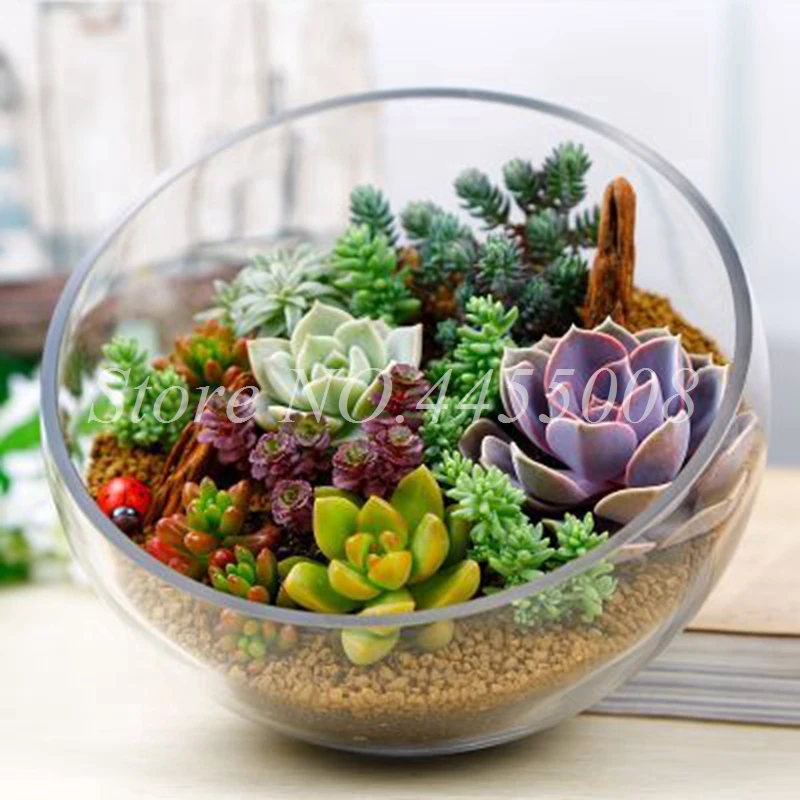 500 pcs/ bag Exotic Mini Succulent Cactus Rare Succulent Perennial Herb Plants Bonsai Pot Flower Indoor for Garden Flore Pot 500 pcs/ bag Exotic Mini Succulent Cactus Rare Succulent Perennial Herb Plants Bonsai Pot Flower Indoor for Garden Flore Pot