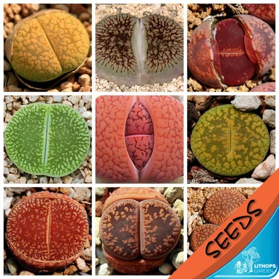 

100% Fresh Real lithops aucampiae mixed succulent cactus Semillas~Living stones