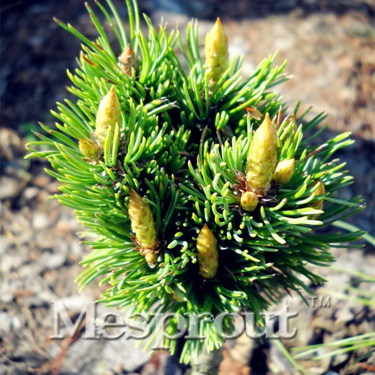

50 Pcs/bag Perennial Juniper Pinus Densiflora Bonsai Potted Purify The Air Absorption Radiation Pine Tree Bonsai DIY Home Garden