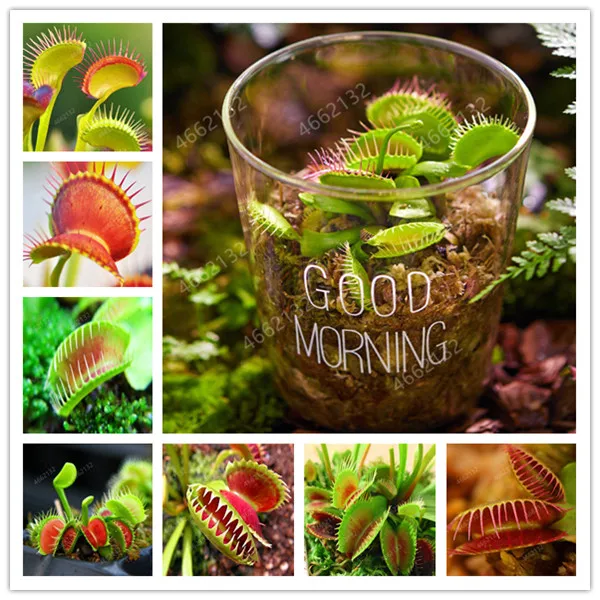 

100Pcs Potted Insectivorous Plant Dionaea Muscipula Giant Clip Venus Flytrap Bonsai Carnivorous Plant DIY Home Garden