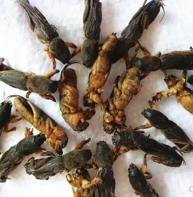500g حار بيع!!!!! البرية المجففة الخلد الكريكيت أدوية صينية تقليدية 500g حار بيع!!!!! البرية المجففة الخلد الكريكيت أدوية صينية تقليدية