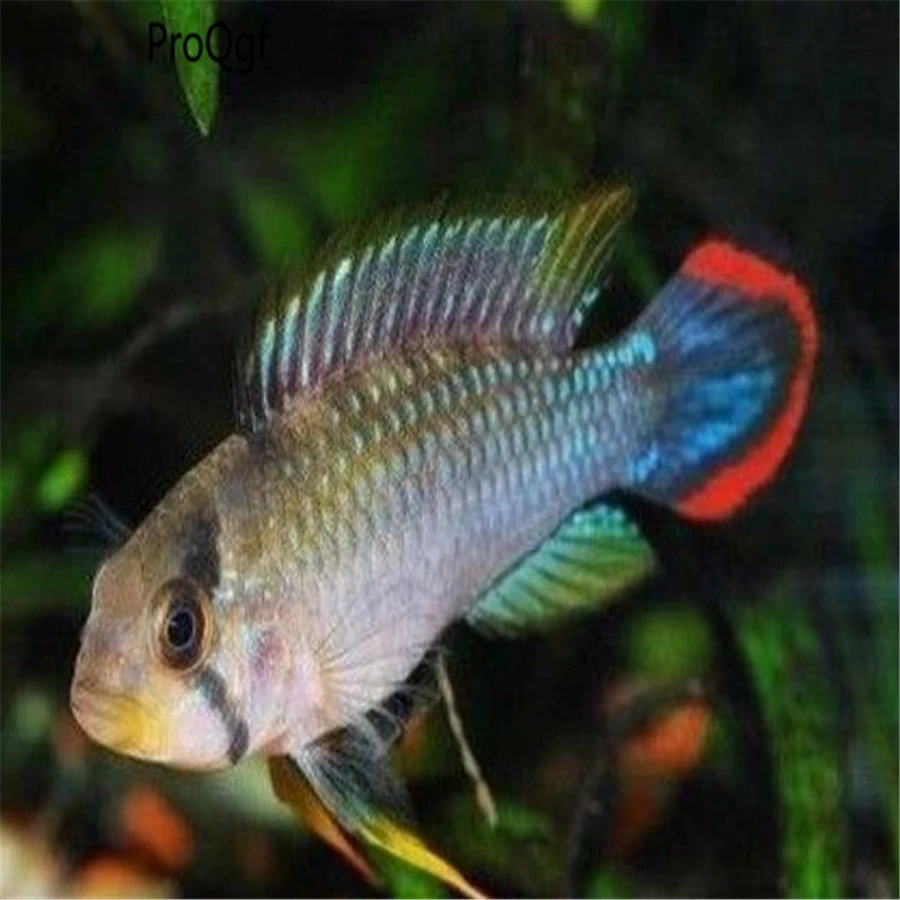 

100Pcs A Set Apistogramma panduro
