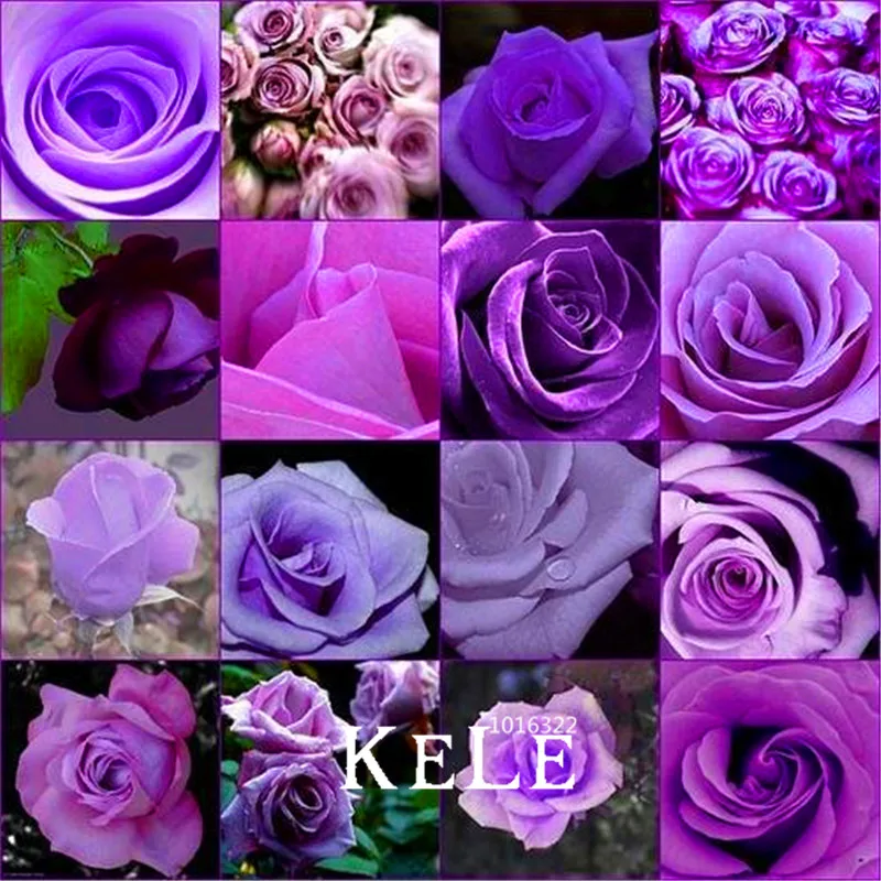 

Promotion!100 Pcs/Lot cheap rare burpee perfume Colors Purple Rose flores flower bonsai home gardening Outdoor plants garden,#HD