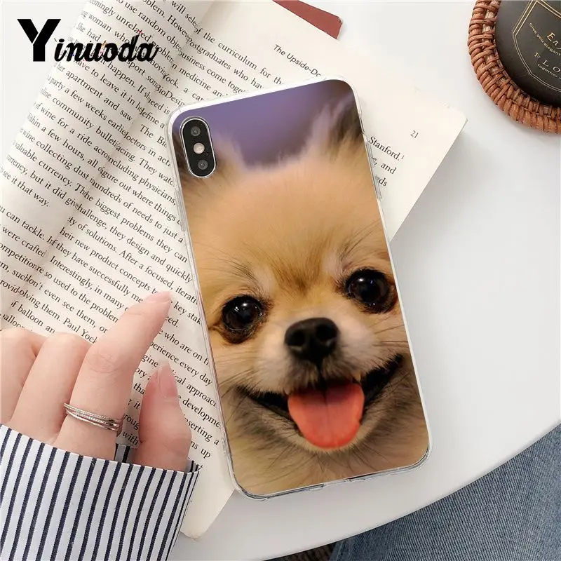 Dog Pomeranian