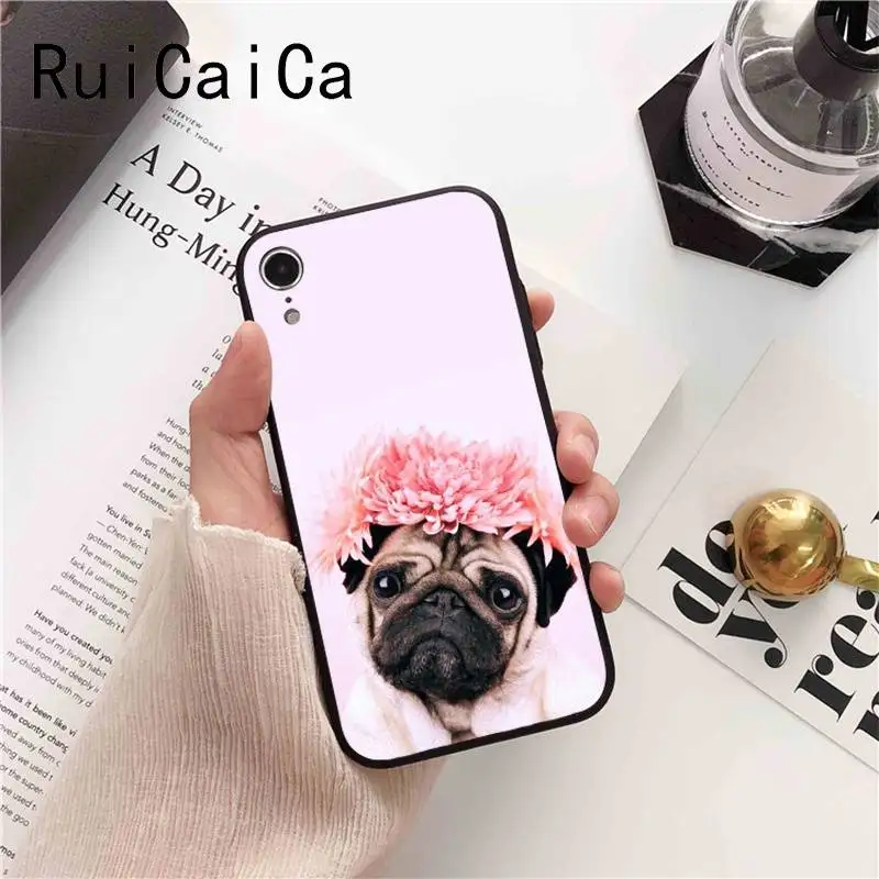 Animal Cute Pug Dog