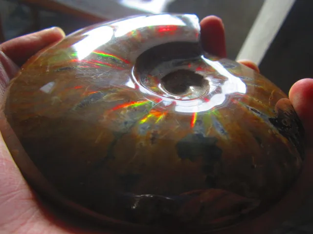 Cheap 529g(1.16 lb) Iridescent Ammonite Ammolite Specimen Fossil Madagascar BFB1016