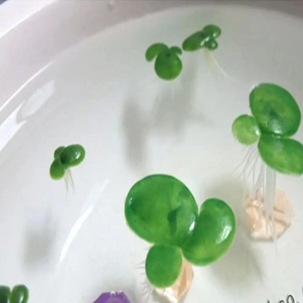 

Simulation Floating Flat Plastic Belt Root Floating Flat Water Grass Fish Tank Water Grass Water Surface Decoration Floating Gra