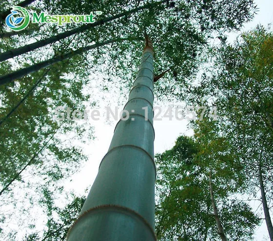 Огромный 100 бонсай гигантский Phyllostachys Pubescens Moso Bamboo бонсай Hardy-Giant