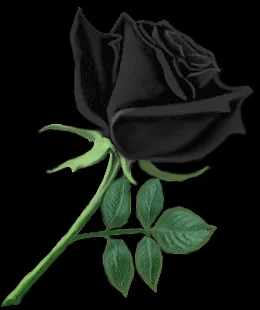 200 шт. таинственный black rose цветочных растений бонсаи красивые black rose