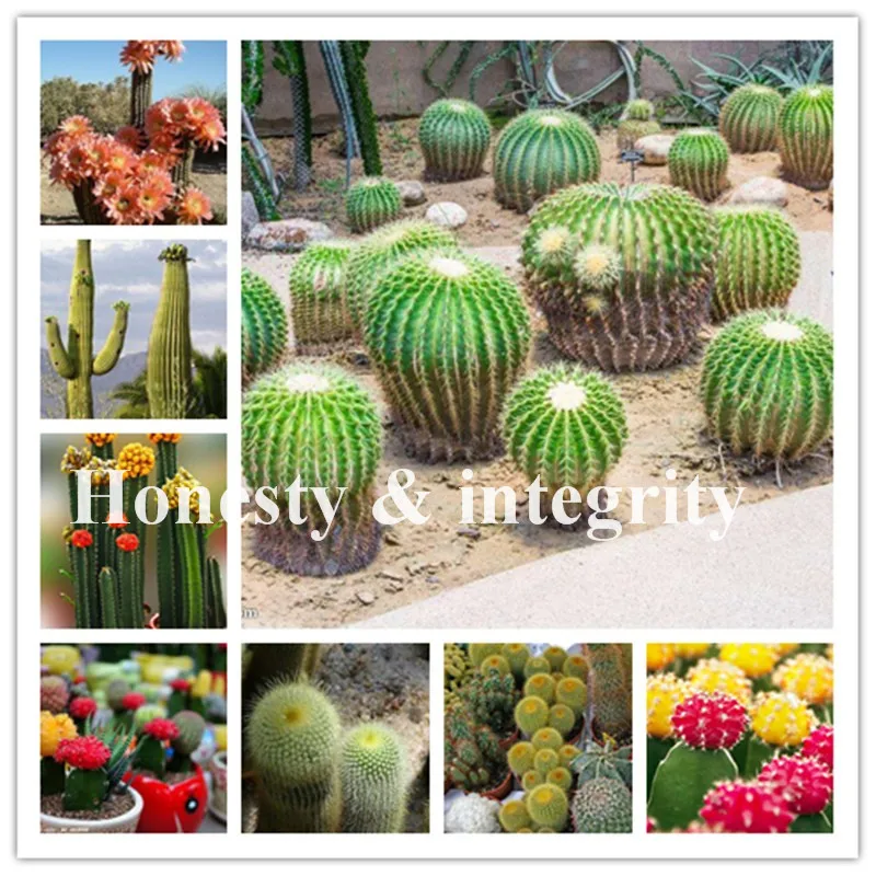 

100 Pcs Cactus Flowering Bonsai Conophytum Calculus Rarest Succulent Lithops Plant Bonsai Home & Gardern Radiation Absorption