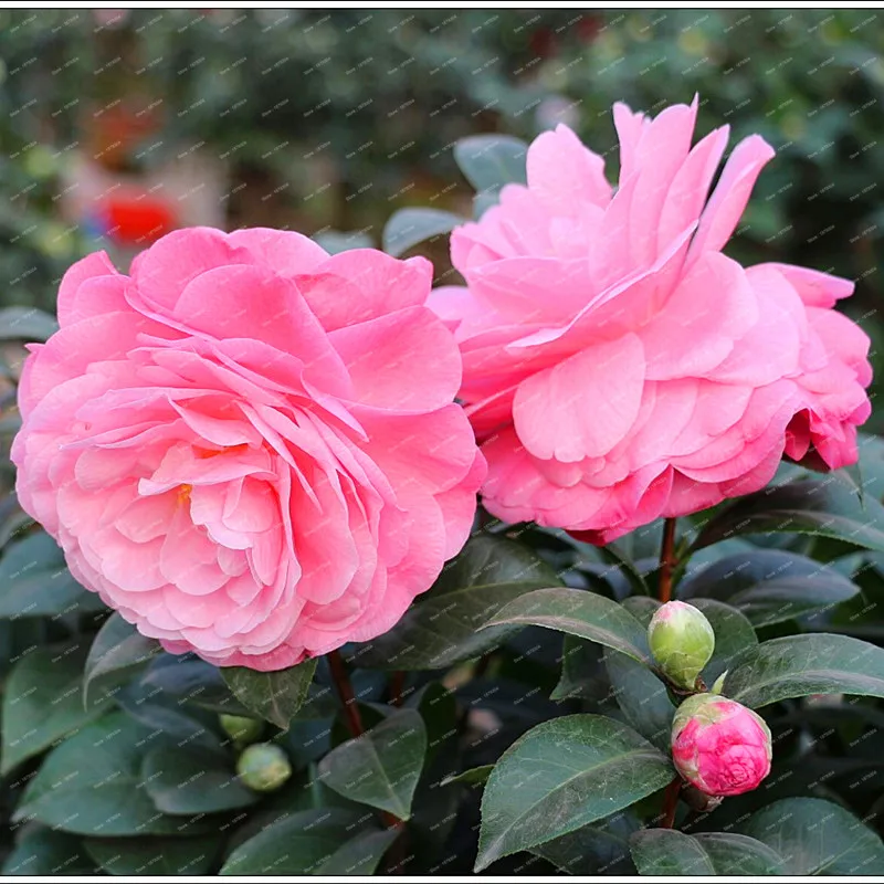 2018 New Arrival 100% Real Common Camellia bulbs Garden Potted Flowers Bonsai Plant 2 particle / pack Indoor&Outdoor plants 2018 New Arrival 100% Real Common Camellia bulbs Garden Potted Flowers Bonsai Plant 2 particle / pack Indoor&Outdoor plants