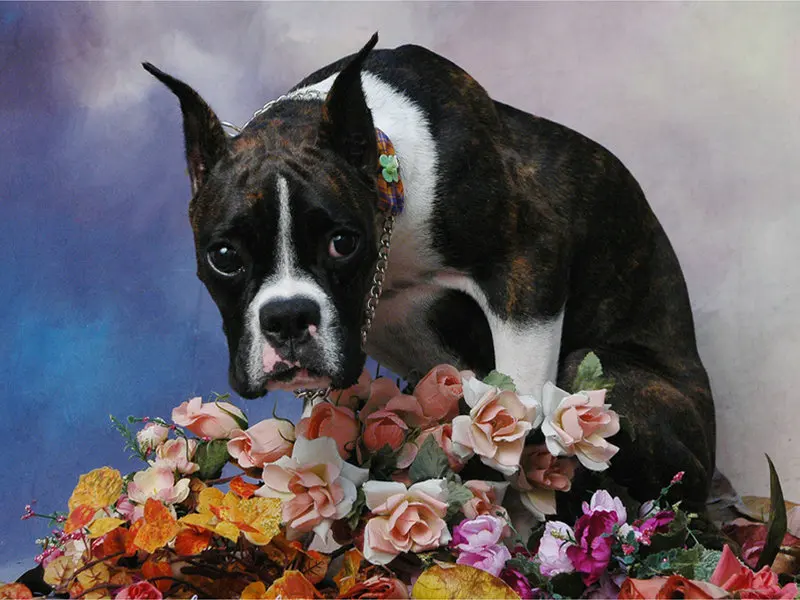 Zhui-Star-5D-DIY-Full-Square-drill-diamond-Painting-Cross-Stitch-Lovely-dog-Diamond-Rhinestone-Embroidery