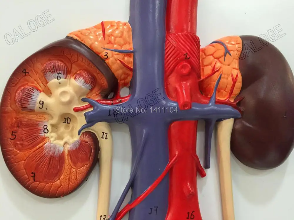 Специальные предложения в продаже и модель мочевыделительной системы человека, артерии и модель вен, анатомия модель пять черный продвижение