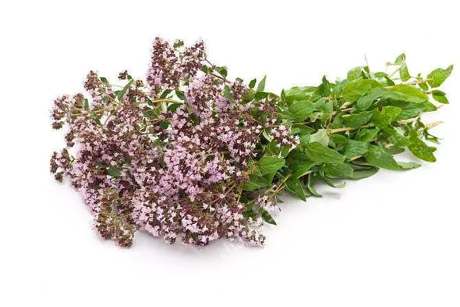 

Green Lemon Thyme Grass Bonsai, Herb Garden Plant Vegetable Bonsais Thymus Citriodorus Mosquito Repelling Creeping Culin