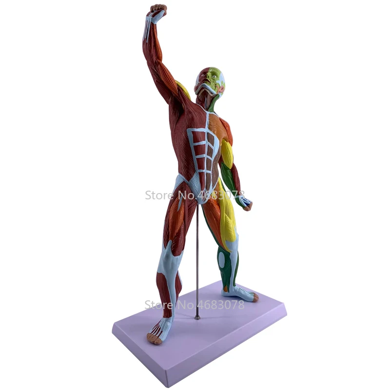 Красочная анатомическая модель мышц, анатомическая медицинская научная система питания для фитнеса, художественная модель, принадлежности для эскизов
