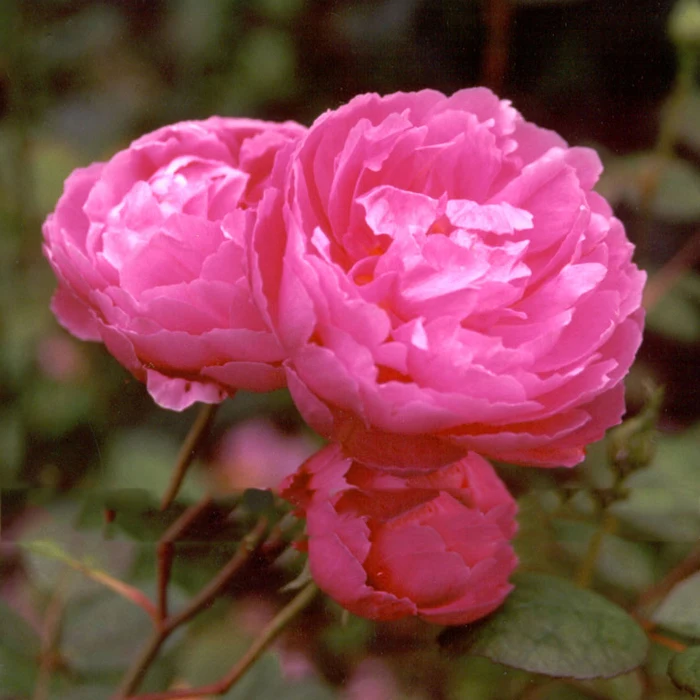 

100 / pack, Pink Climbing Rose Flower Plant Garden