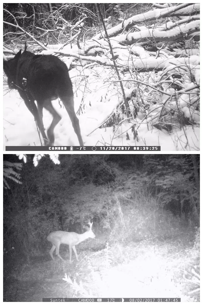 Trail camera night vision photos
