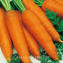 Vegetable seeds Daucus carota carrot seed ginseng Wucun Carrot about 50 pcs bag free shipping