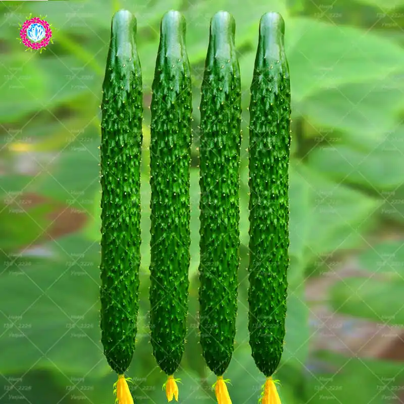 

Early Spring Cucumber Vegetable plant 100Pcs/Bag Home Gardening Plants Organic Vegetables