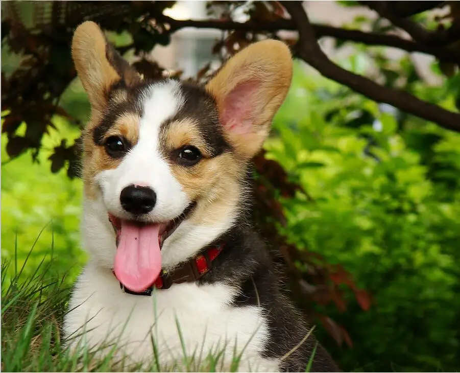 Welsh Corgi Dog
