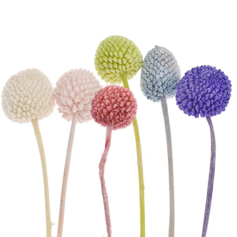 

5pcs Preserved Flower Natural Craspedia Colorful Flower Branches Modern Home Party Festival Table Office Desk Decor Supplies