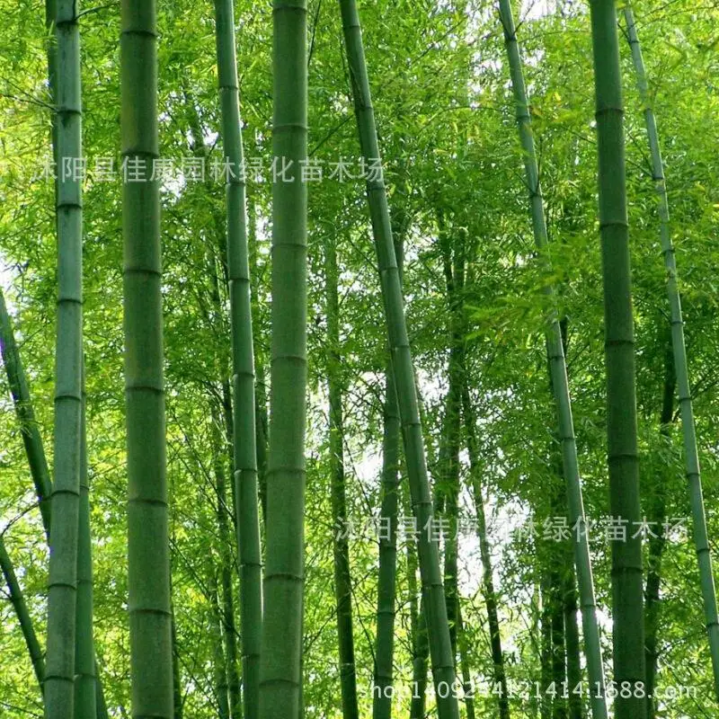 

Tree plant quality bamboo Moso bamboo plant Mao Zhujiang South owl bamboo plant Mao Zhuzai real locations 200g / Pack