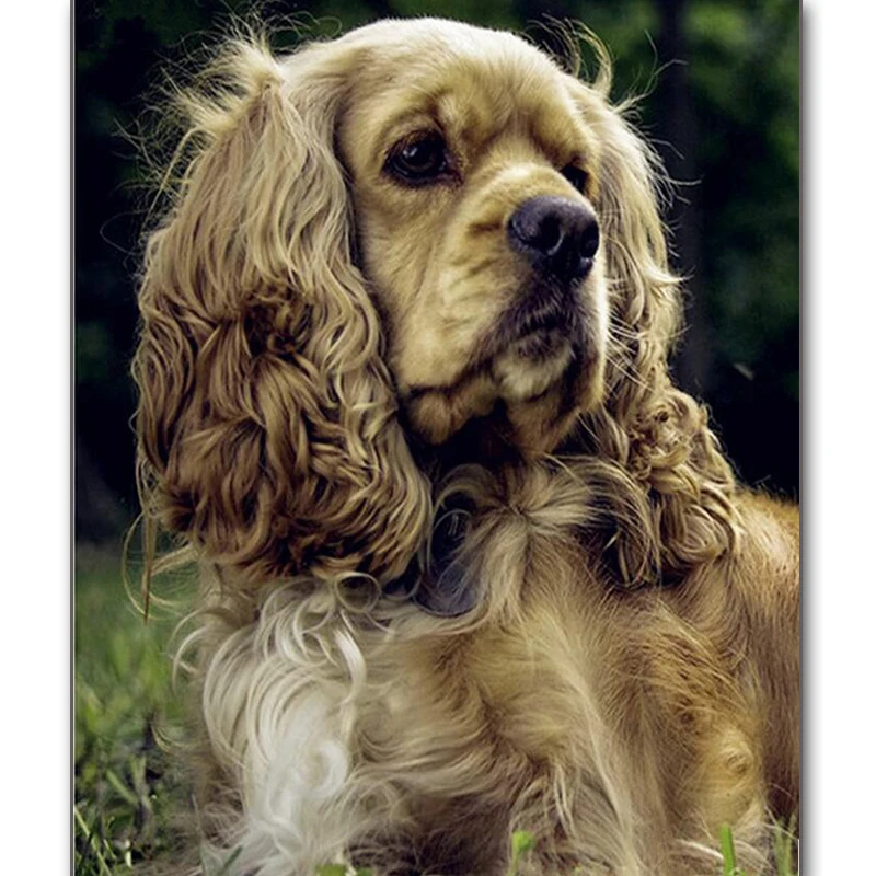 

dog,5d,DIY Diamond Painting Cross Stitch poodle dog Needlework Square Diamond Embroidery Home Decoration diamond Mosaic Kits