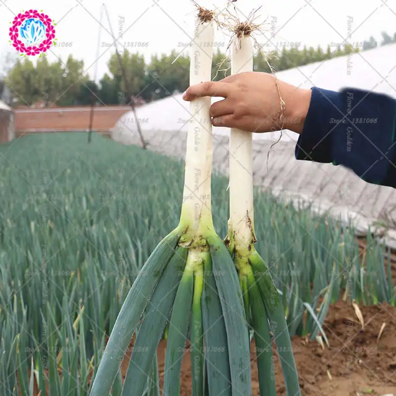 

100pcs bonsai Allium fistulosum organic Welsh / bunching onion Vegetable spice plants Japanese bunching onion for home garden