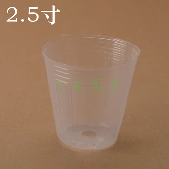 

Phalaenopsis garden seedling raising box 2.5-inch transparent Nursery Cup 100