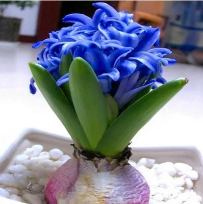 easy flowers to grow indoors hyacinth seeds hyacinthus orientalis indoor green plants flower easy to grow 50pcs 50 pcs real seeds green plantsnot bulbs easy to easy flowers to grow indoors hyacinth seeds hyacinthus orientalis indoor green plants flower easy to grow 50pcs 50 pcs real seeds green plantsnot bulbs easy to