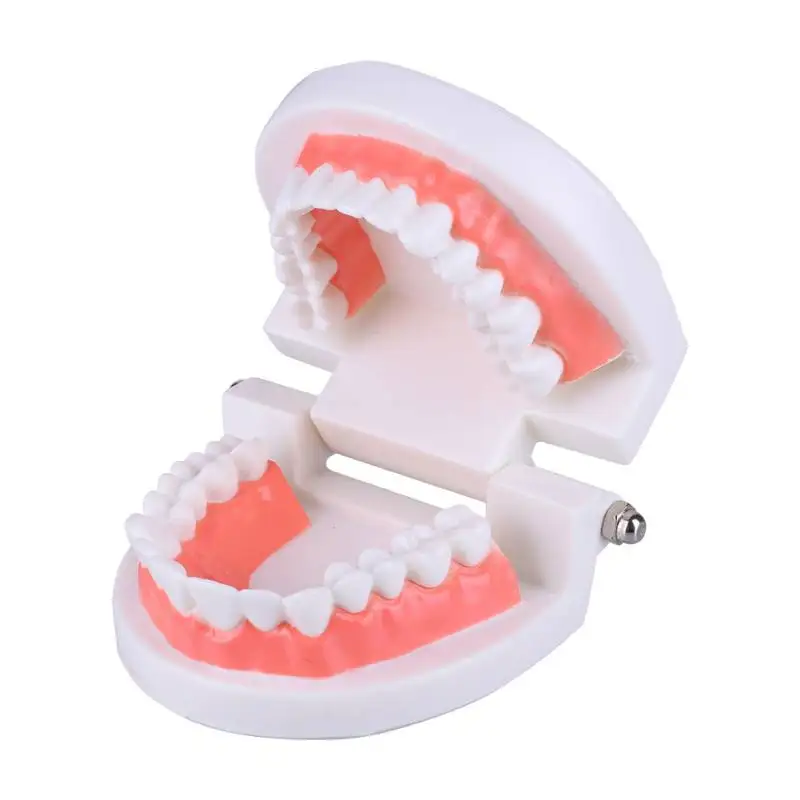 

NEW Dental Caries Study Tool Adult Standard Oral Demonstration Teeth Model for Kids Oral Care Teaching 2018