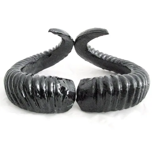 sheep horn black 1