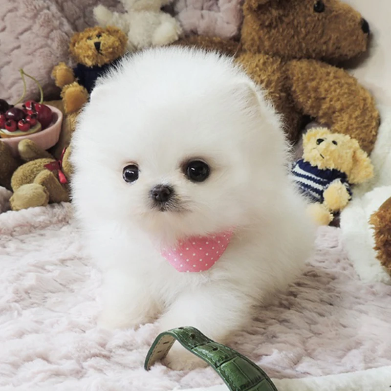 

DIY Diamonds Painting White Pomeranian Dog Full Kit Rhinestone Painting DIY Mosaic Drills Wall Decor Cross Stitch Embroidery