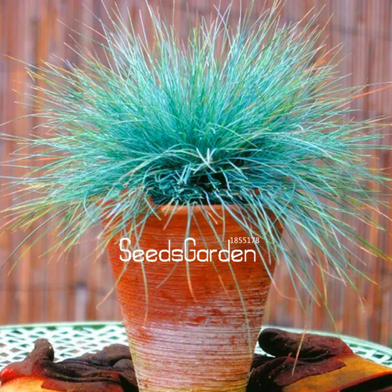 Овсяница Сизая Купить Семена