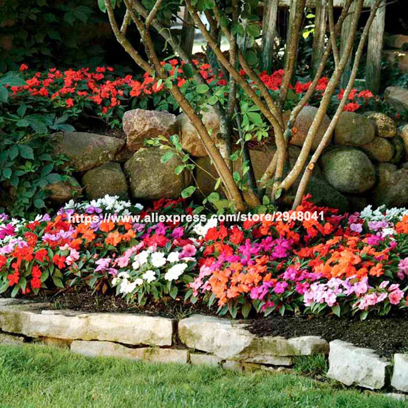 

50Pcs Garden Balsam Bonsai garden flower seedsplants Impatiens Balsamina Bonsai Flower For Home Plants Toutch-Me-Not Flower