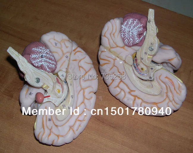 Роскошная модель мозга человеческого мозга|human brain model|human brainsbrain model |
