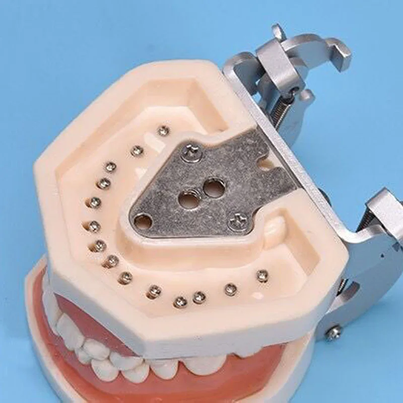 

Soft gum model 32 teeth Dental Model