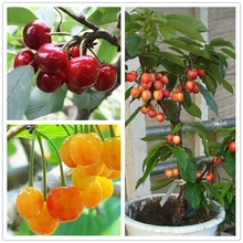 Asian Cherry Seeds Fruit Seed 20pcs/bag Bonsai Sweet Sylvia Upright Cherry prunus Avium Self-fertile Dwarf Tree Seeds For Garden
