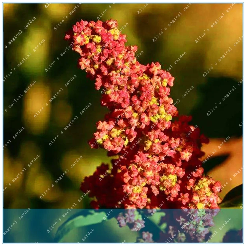 

ZLKING Buy Chinese Quinoa Semente 200pcs Plant Grain Quinoa For Food Quinoa